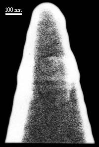 [SEM image of SNOM probe]